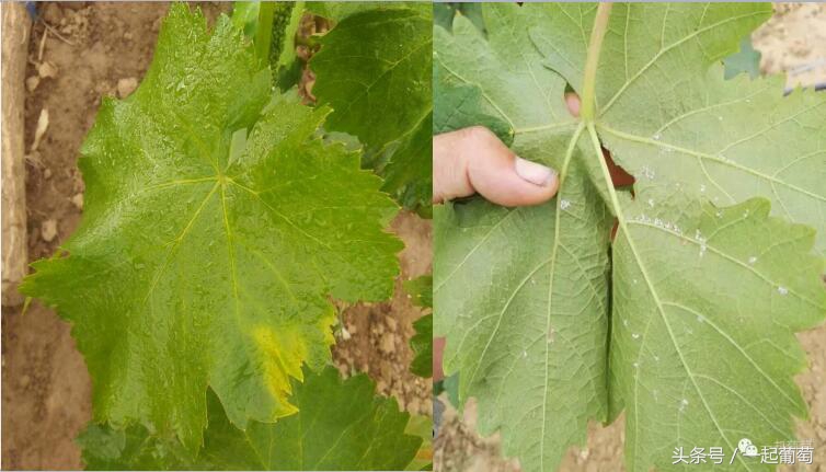 葡萄霜霉病的发生和防治,葡萄霜霉病严重发生怎么治疗