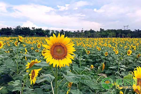 今年葵花收购价是怎样的行情,近期葵花市场行情走势