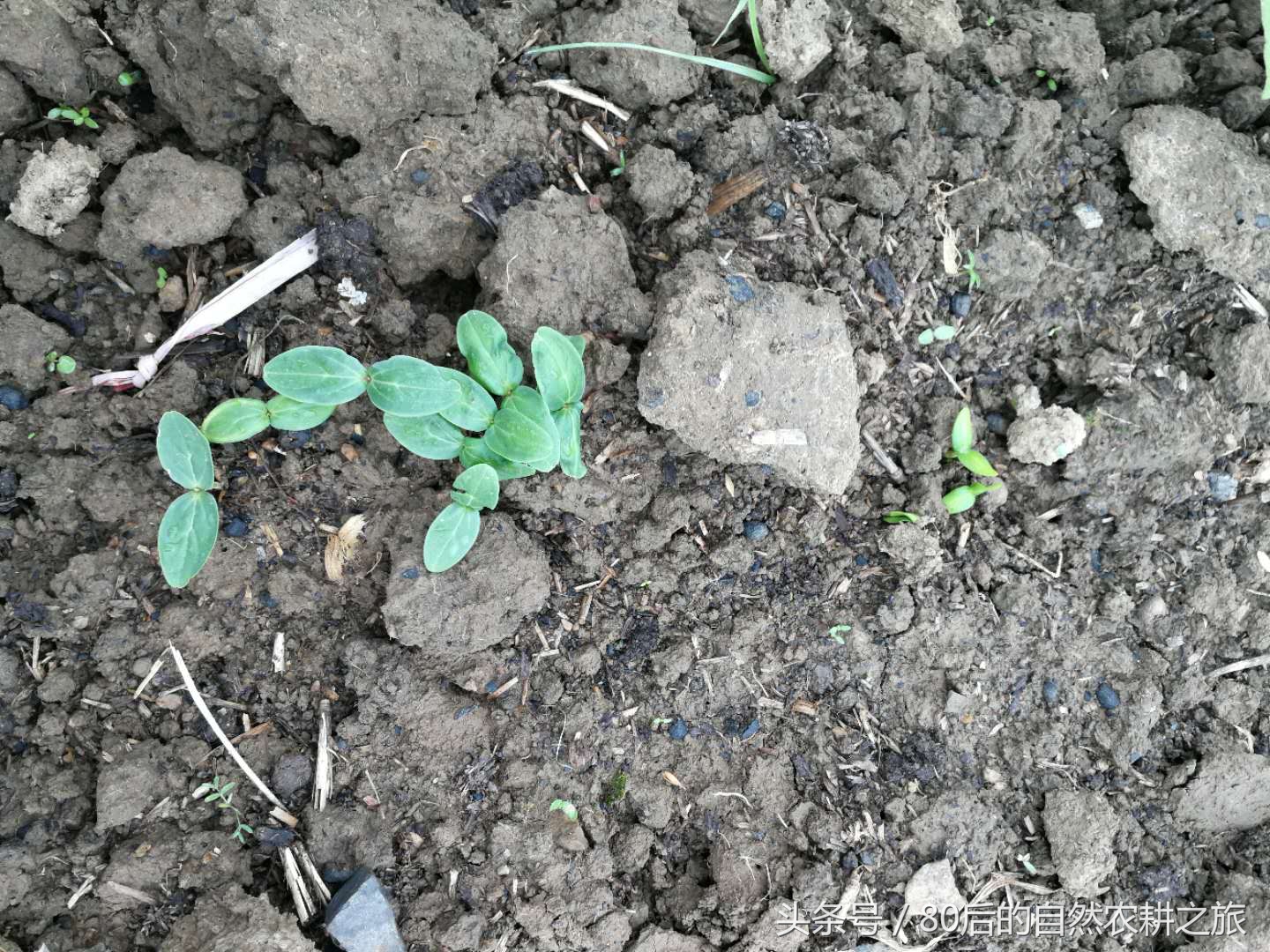 蔬菜种子发芽后几天浇一次水,蔬菜种子如何处理才能发芽