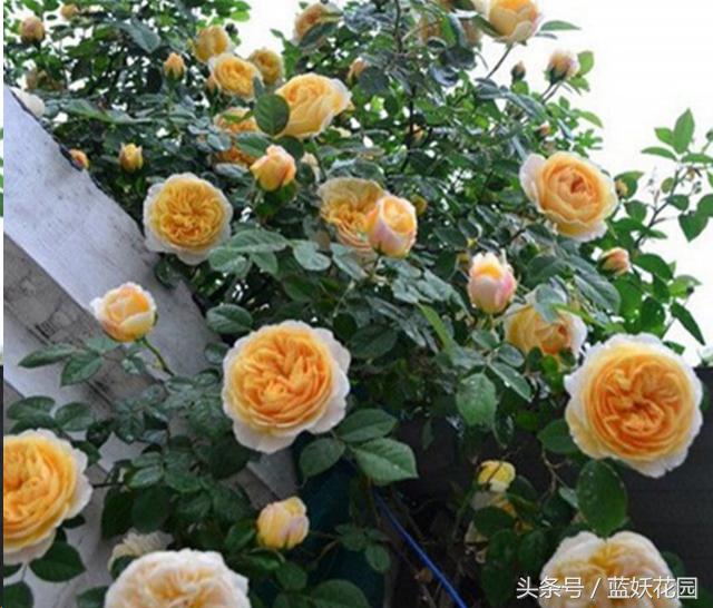 藤本月季重剪后当年能开花吗,藤本月季能养成树月季吗