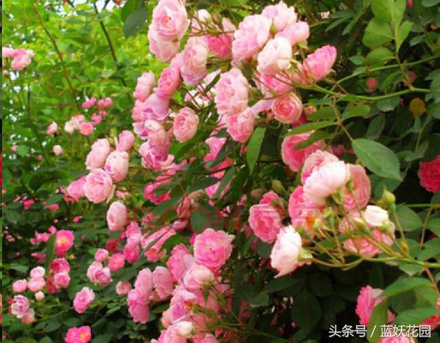 藤本月季重剪后当年能开花吗,藤本月季能养成树月季吗