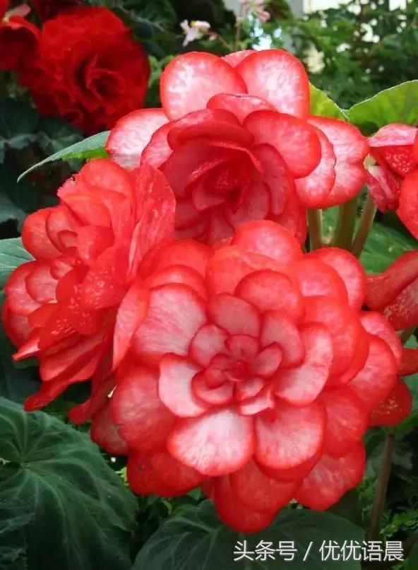 祝福群里的朋友们早上好,早上好祝群里的朋友永远健康快乐