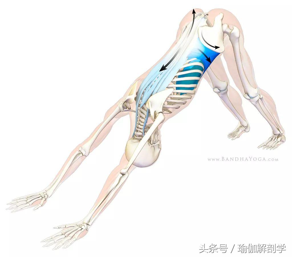 瑜伽下犬式基本功,下犬式瑜伽体式为什么重要