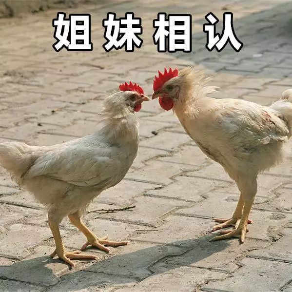 左青龙右白虎有句话怎么说的,左青龙右白虎社会语录