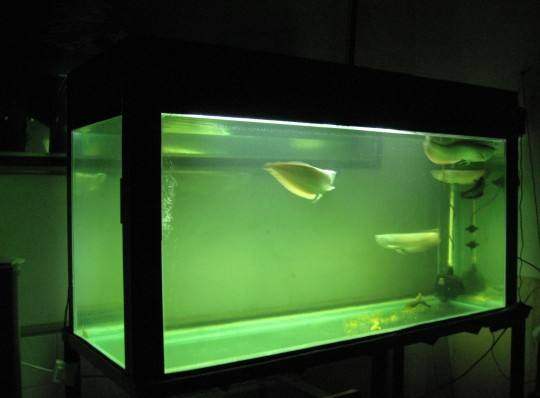 鱼缸放进鱼第二天水浑,鱼缸喂食后水浑怎么办