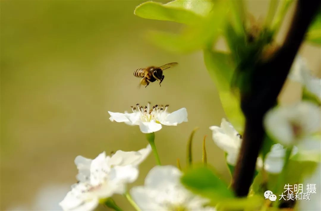 绿色和政春深夏浅风光好山美花浓待君来