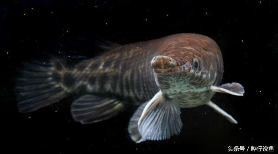 火箭鱼种类大全,火箭鱼有多少品种