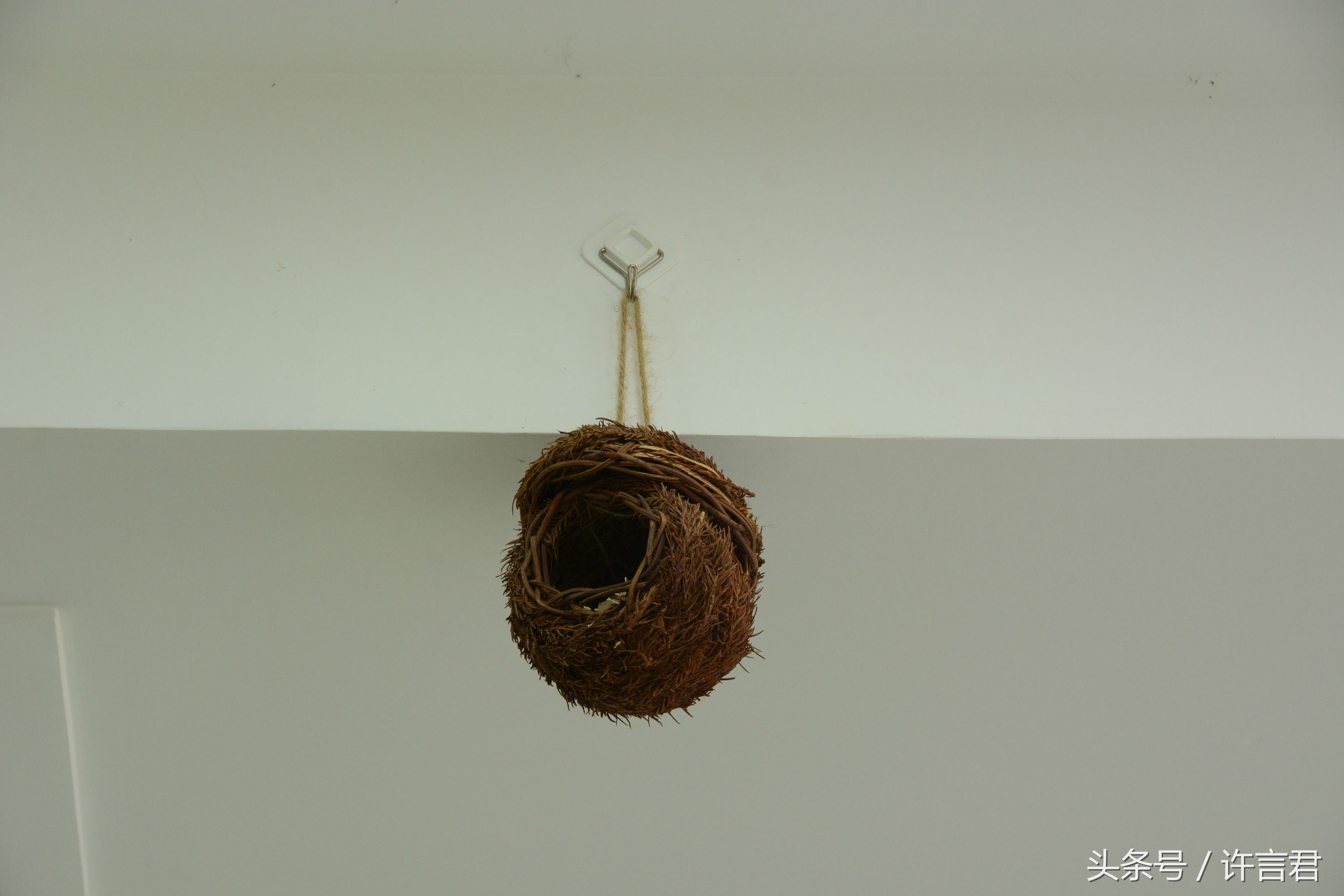 燕子在店铺内安家，老板和员工一起给燕子帮忙