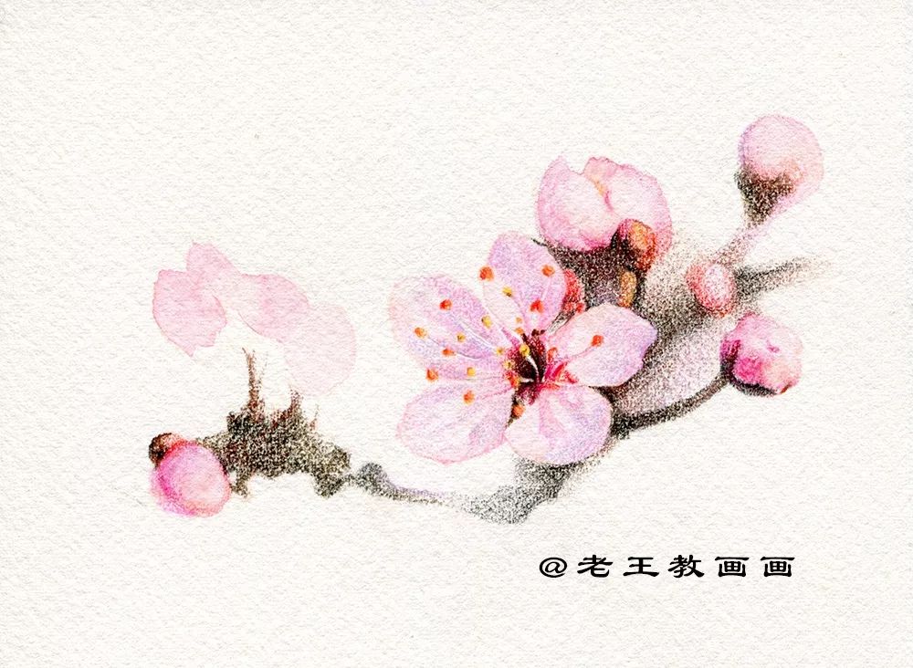 桃花桃树用彩铅怎么画,三年级简单画桃花彩铅