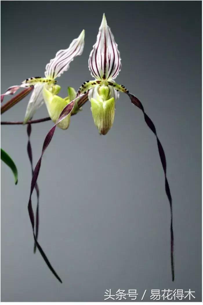 兰花品种兜兰,兰花草品种大全兜兰