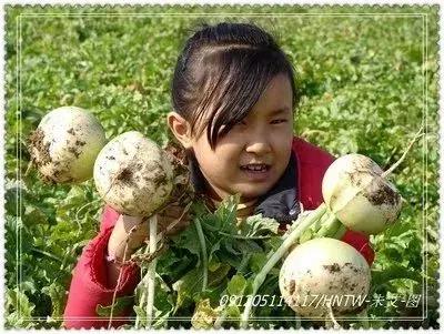湖北蔬菜都有哪些品种,湖北种植特色菜有哪些