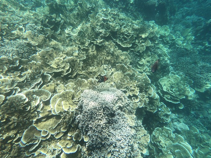 帕劳的海景风光给人美的享受,帕劳的海洋和沙滩风景图片