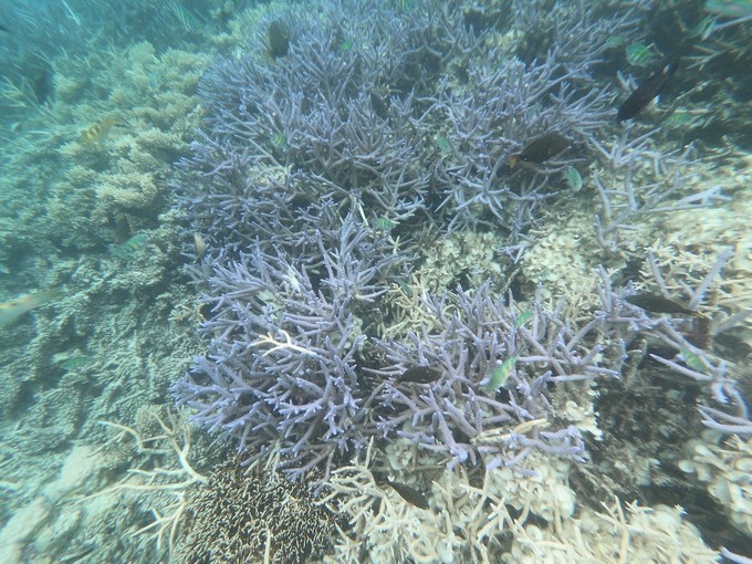 帕劳的海景风光给人美的享受,帕劳的海洋和沙滩风景图片