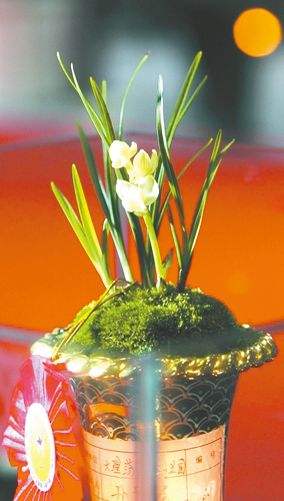 价值3000万一盆的兰花,一盆价值20万的兰花