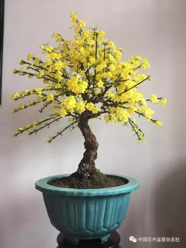 爱花迎春盆景,爱木盆景杜鹃