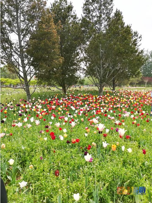 北京国际鲜花港游玩指南来啦！郁金香争奇斗艳，音乐喷泉令人震撼，云雾仙境如梦似幻！