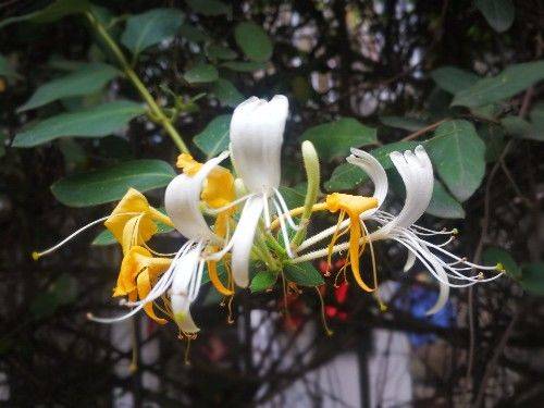 金花银花，因色、香、味、性俱佳，爬上枝头越过围栏，一看就喜欢