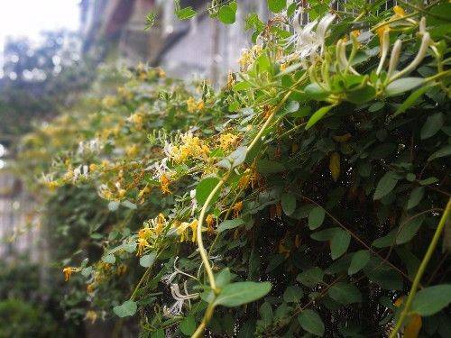 金花银花，因色、香、味、性俱佳，爬上枝头越过围栏，一看就喜欢