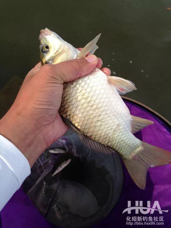 大风天水库钓鲫鱼,大风天在水库野钓视频
