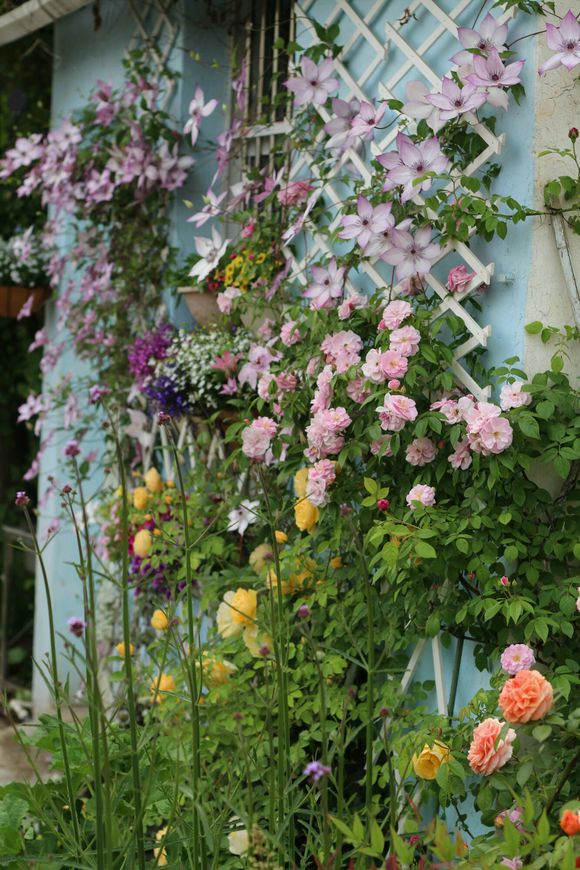 铁线莲爬藤花卉排名前十名,铁线莲哪个品种花最好看