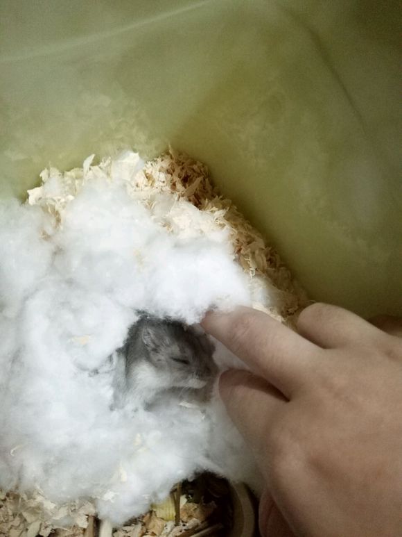 仓鼠要怎么拍才会很可爱,怎么给仓鼠拍好照呢