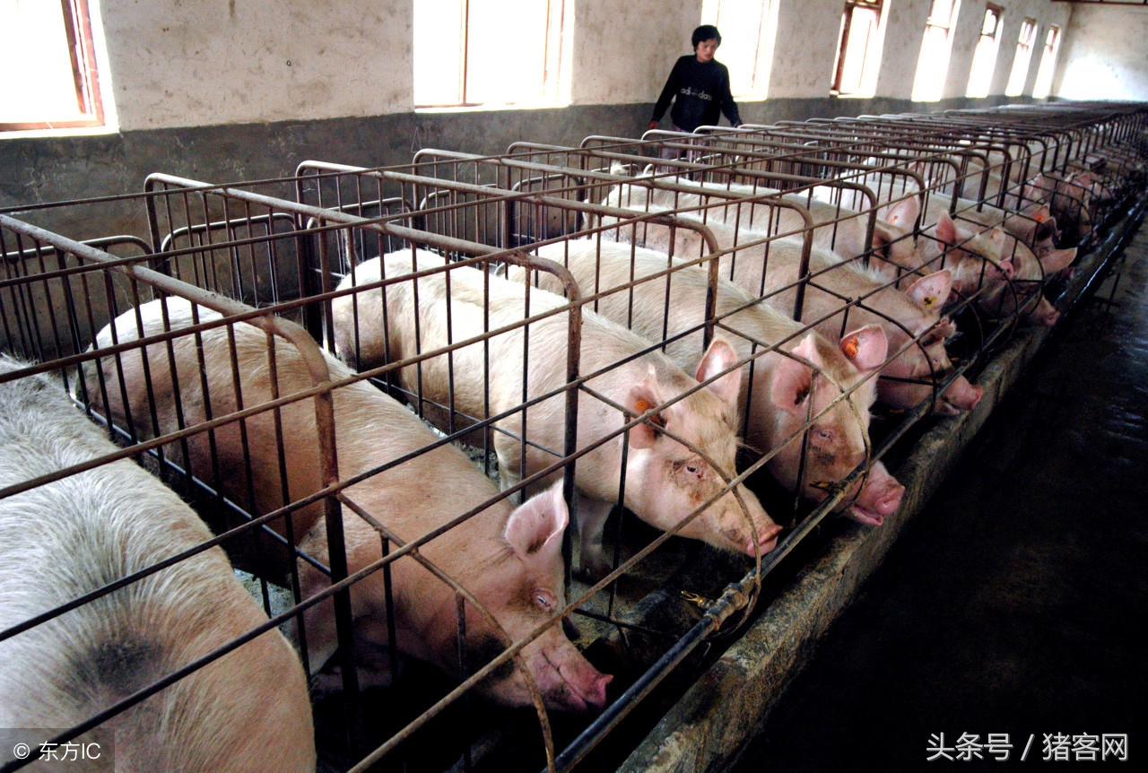 宿迁市中医院的赵辉看病怎么样,猪传染性胃肠炎的最快治疗方法