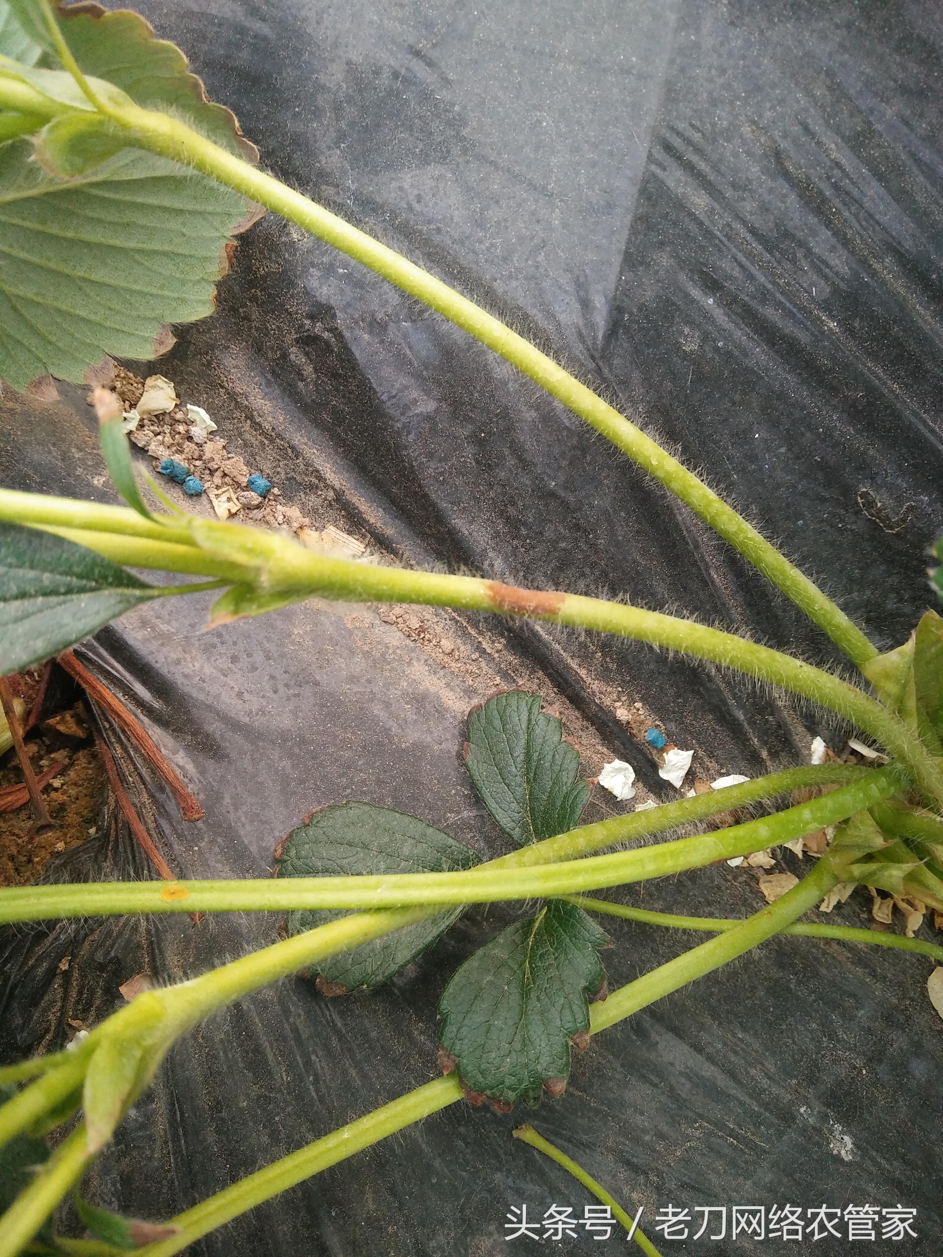 草莓炭疽病初期匍匐茎是什么样子,草莓炭疽病的药物有哪些