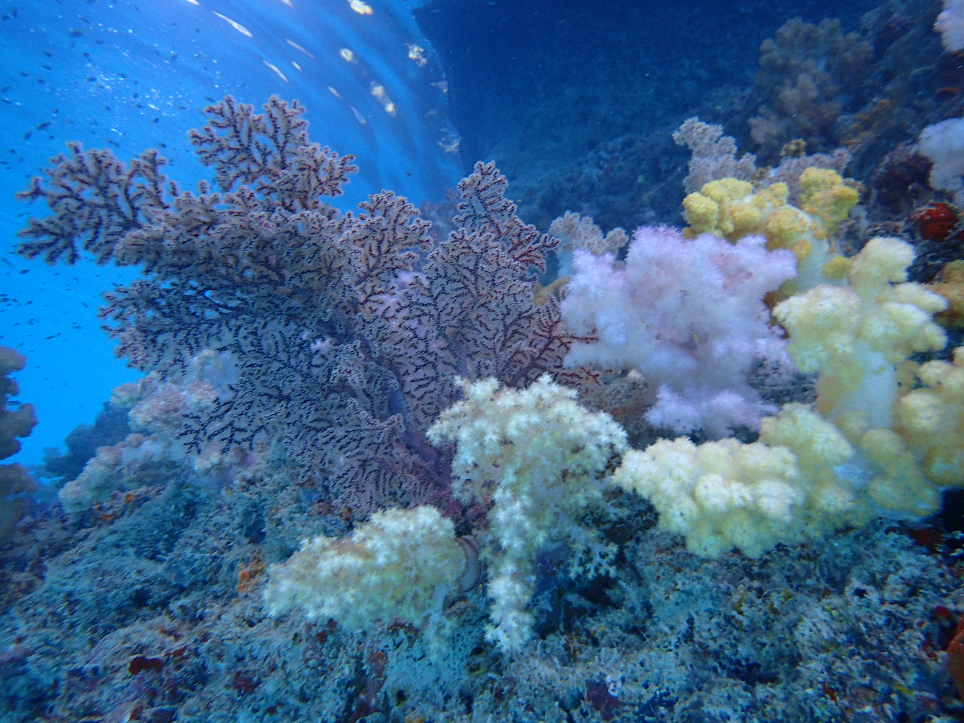 帕劳旅游的真实感受,中国可以去帕劳旅行吗