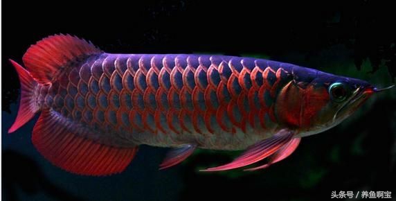 鱼的消化率能达到多少,鱼的消化与温度的关系