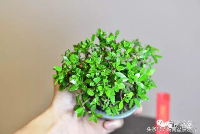 栀子花开美好如初,栀子花开花开盛夏