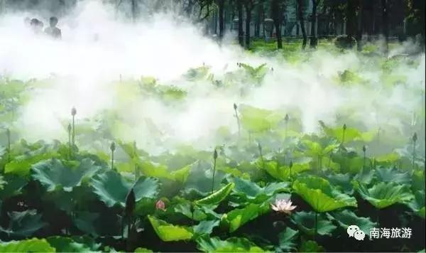 紫色薰衣草海洋,薰衣草花海摩天轮