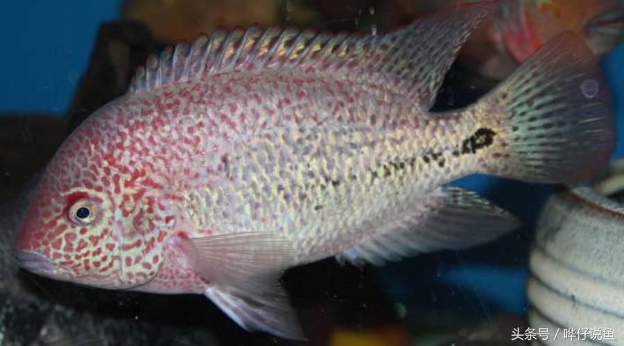 鹦鹉鱼爸爸妈妈跟孩子能一起养吗,鹦鹉鱼与罗汉鱼的区别