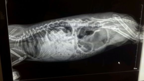 龙猫肠梗阻多久会死,龙猫没吃饱会怎么样