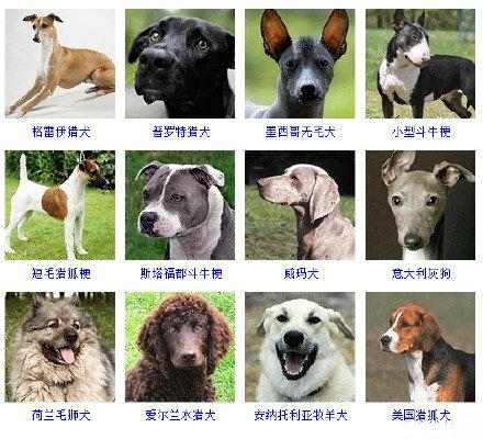 16种总是分不清的狗狗品种,全世界所有狗狗的品种大全