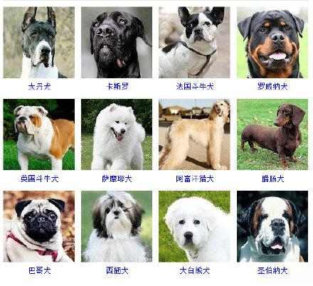 16种总是分不清的狗狗品种,全世界所有狗狗的品种大全