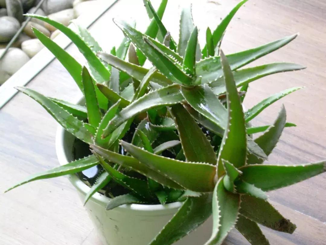 家里有孕妇千万别养这些花,孕妇适合养什么花最好