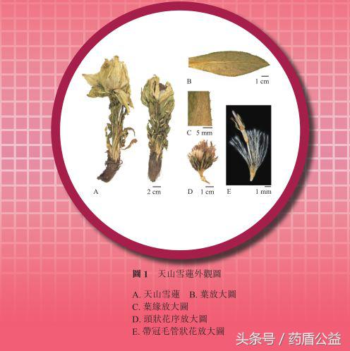 带您走近传说中的“天山雪莲”