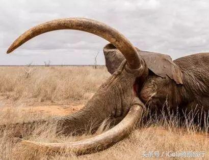 一个苹果罚款500美元！带上这些过关，可能就要进小黑屋了