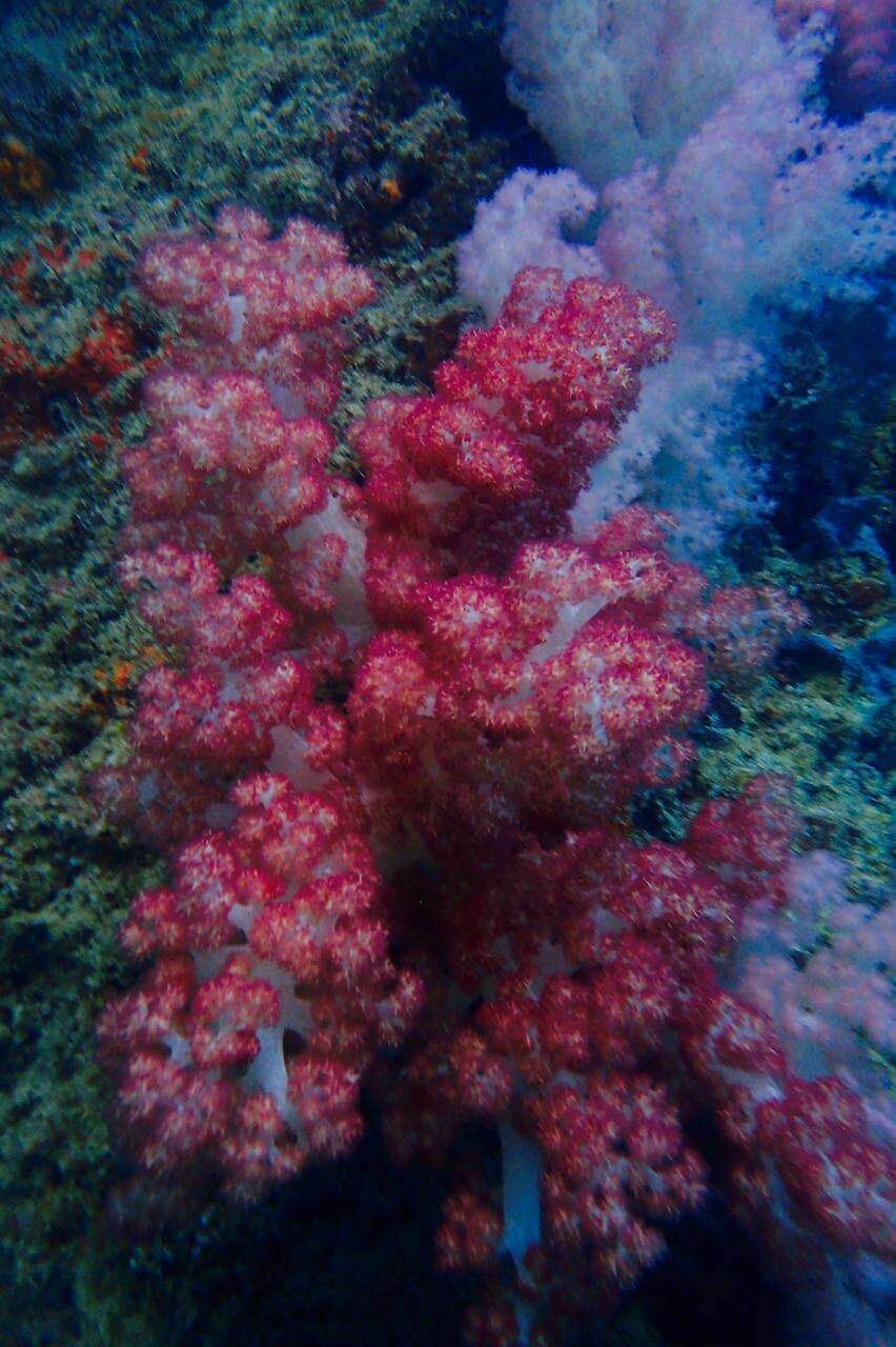 去帕劳玩是什么感觉,帕劳可以潜水吗