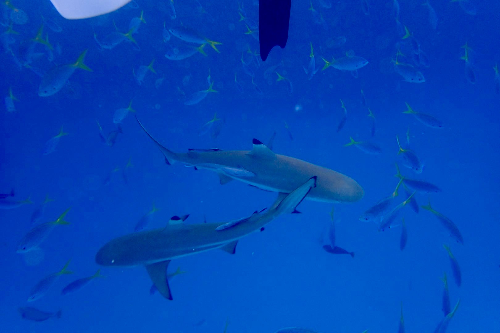 去帕劳玩是什么感觉,帕劳可以潜水吗