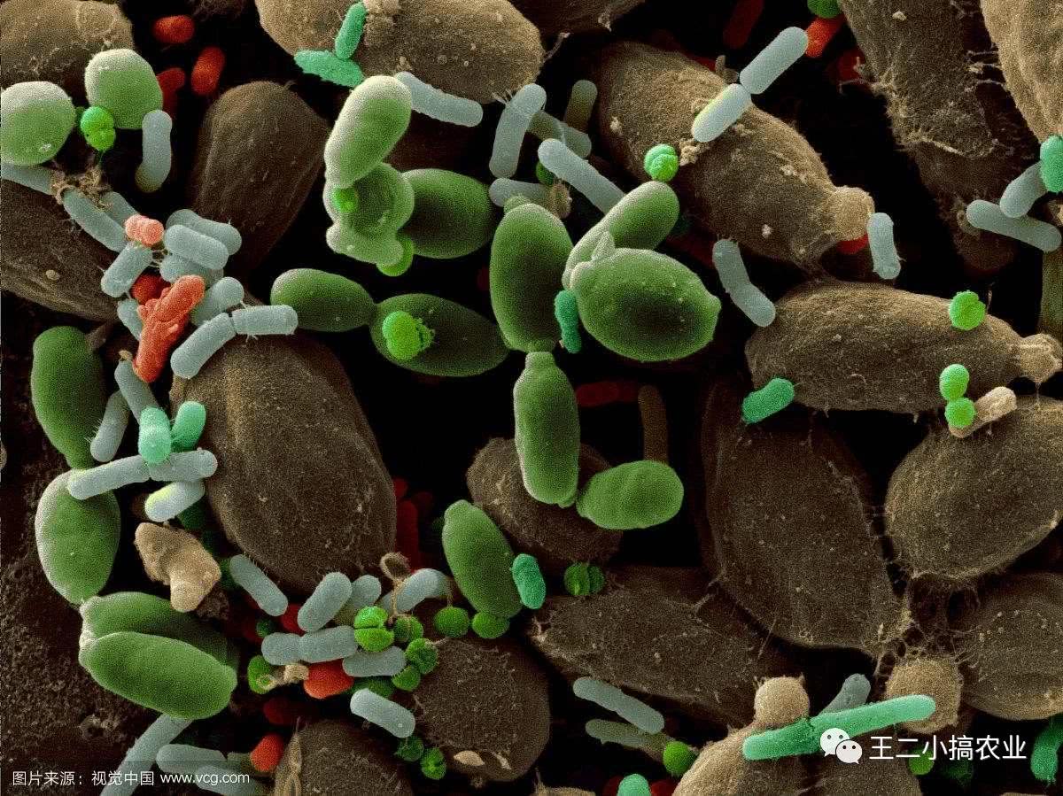 利用秸秆栽培食用菌,枯草芽孢杆菌发酵猪粪技术