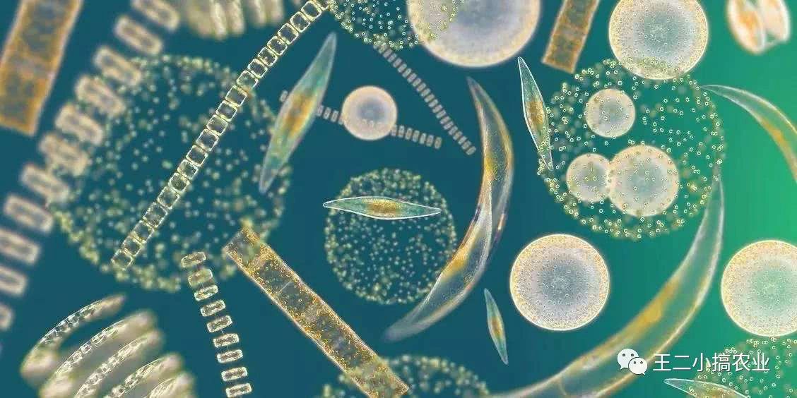 利用秸秆栽培食用菌,枯草芽孢杆菌发酵猪粪技术