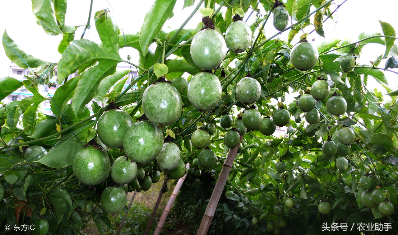 果农种植小技巧,百香果的种植与管理视频大全