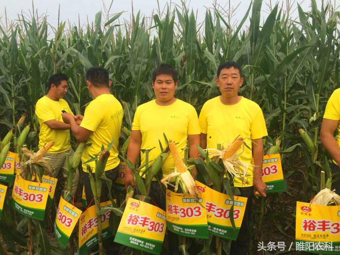 德美乐1992玉米品种审定公告,先赢311玉米品种国审审定公告