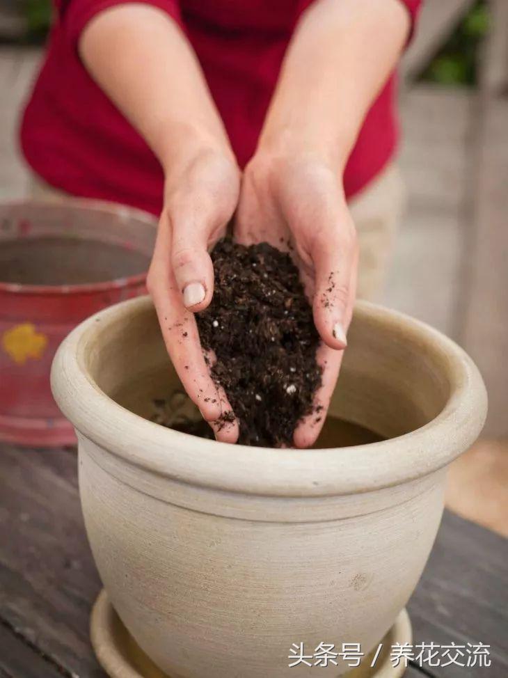 盆栽植物养护技术,如何养好盆栽植物教学计划