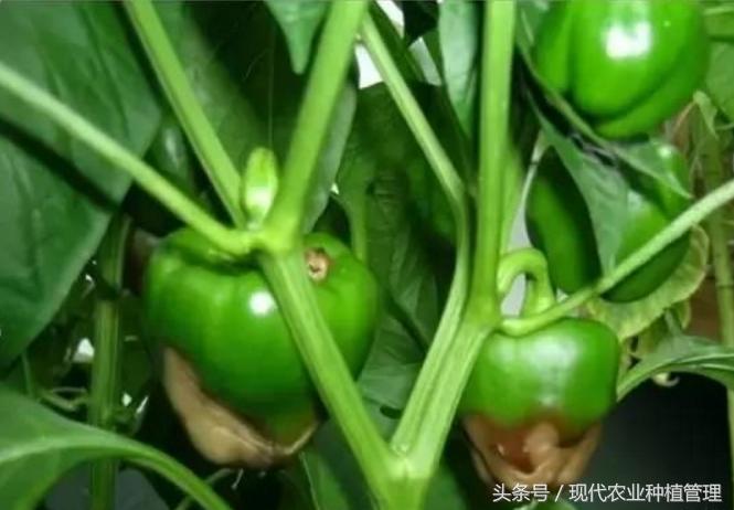 辣椒脐腐病烂果症状图片,辣椒脐腐病用什么肥料