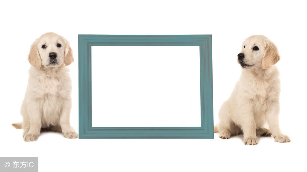 公犬发情期脾气暴躁攻击主人,狗狗遇到其他狗太兴奋如何训练