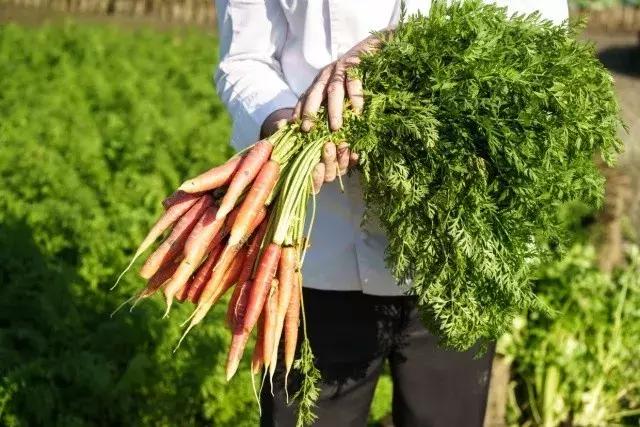 六善青城山景区,青城山六善