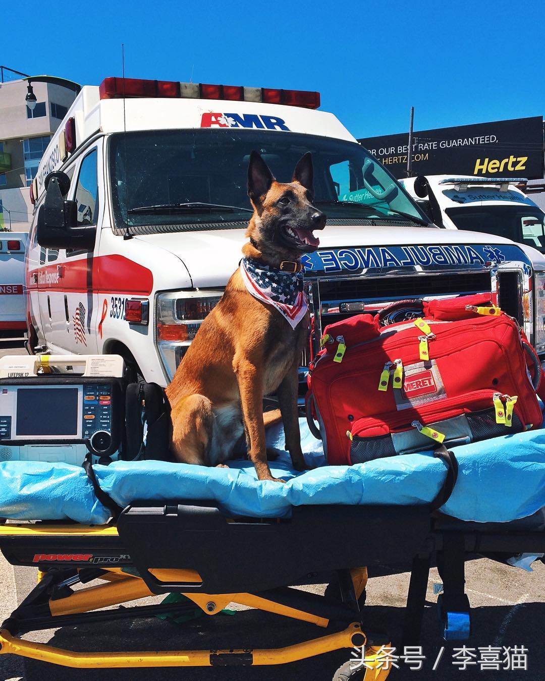 马犬警犬们,警犬界扛把子