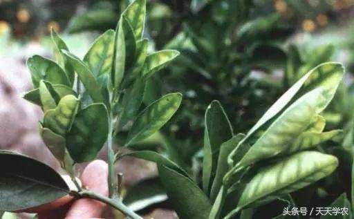 柑橘幼苗黄化怎么回事,柑橘幼树春梢突然黄化是怎么回事